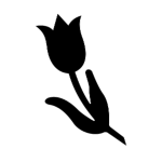 Fekete tulipán  (a Fékon Férfi Fehérneműgyár termékjelzése)